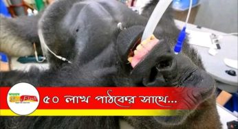 করোনা পরীক্ষা হল ১৯৬ কেজির গরিলার, ভাইরাল ছবি সোশ্যাল মিডিয়ায়