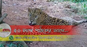 জঙ্গলমহল জুওলজিক্যাল পার্কে চিতাবাঘের ‘জোড়া শাবক’ হওয়ায় খুশির হাওয়া!